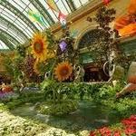 Bellagio Conservatory & Botanical Gardens