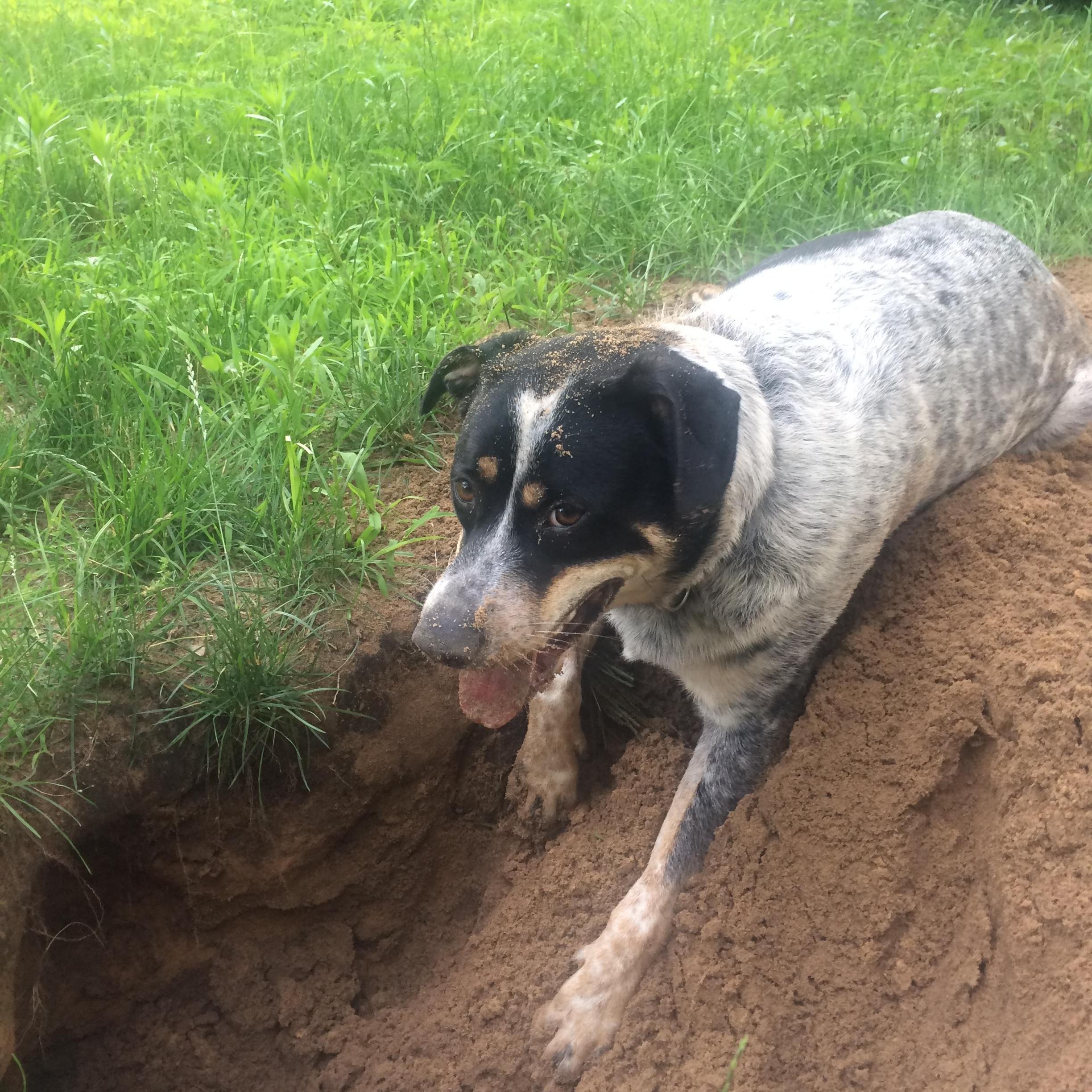Hank really loves to dig. And he is pretty good at it.