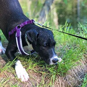 A Fund for our Sweet Girl Finley
