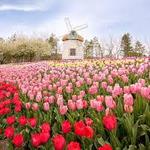Tulip Festival At Thanksgiving Point