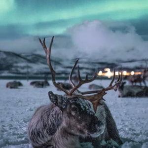 Meeting reindeer on our honeymoon!