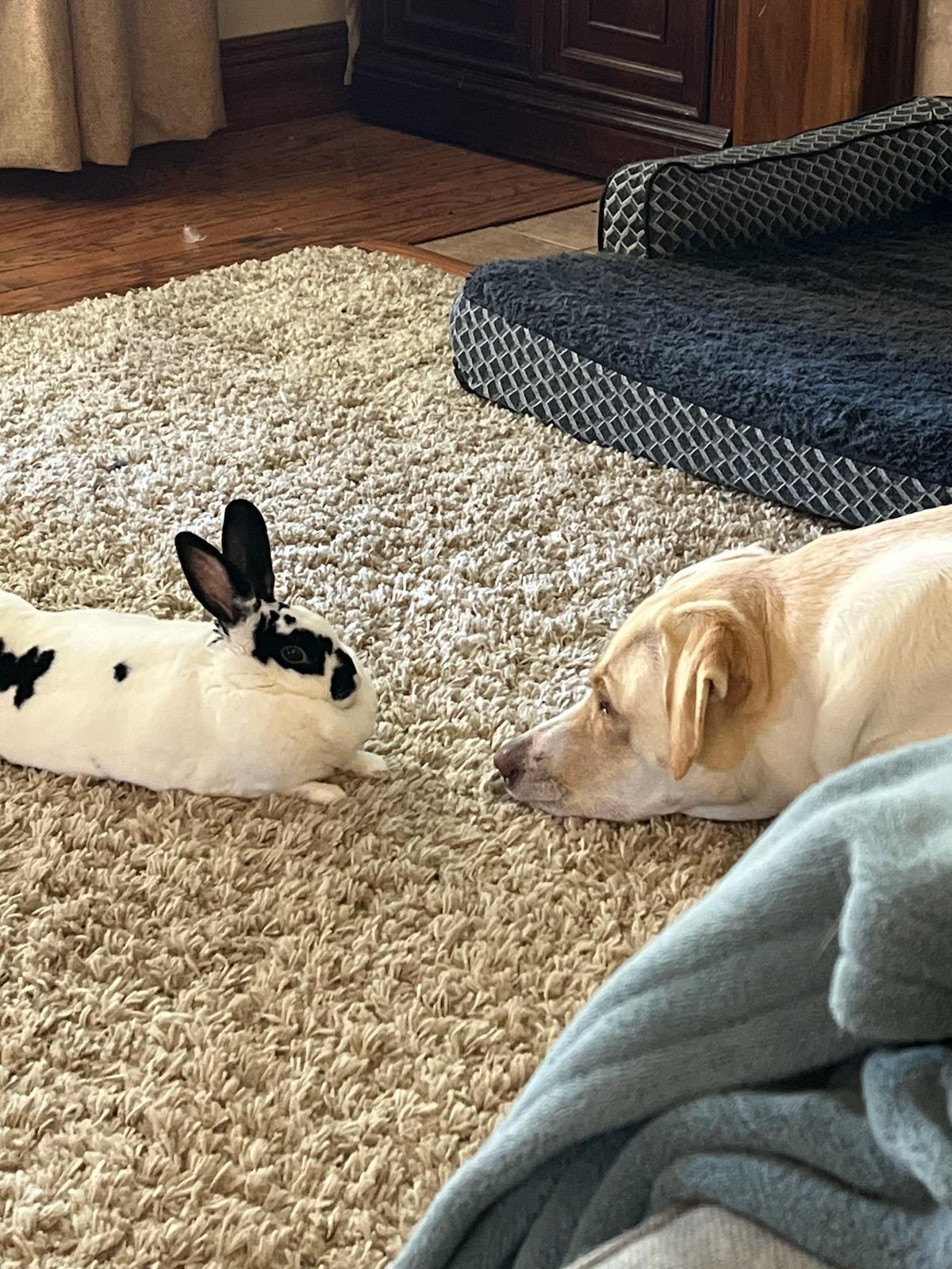 Fur Babies ❤️