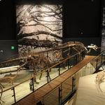 Natural History Museum of Utah