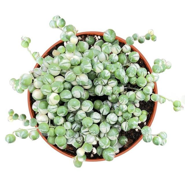 Rare Succulent 4" Variegated String of Pearls, Live Succulents Plants Fully Rooted in Grower Pots, Easy-Care House Plant for DIY, Home Office Décor
