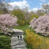 Arnold Arboretum of Harvard University
