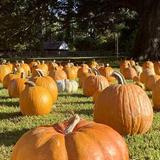 Island Farm Living Museum and Pumpkin Patch