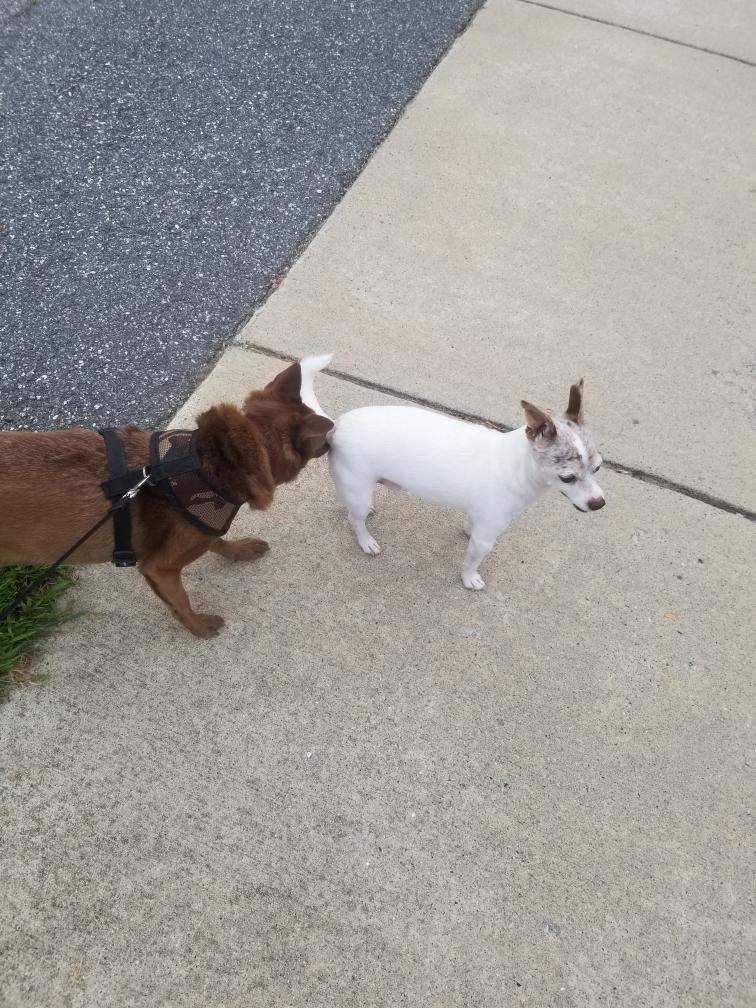 Scout and his ex boyfriend, Taco (rip)