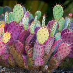 Desert Botanical Garden