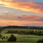Arrington Vineyards