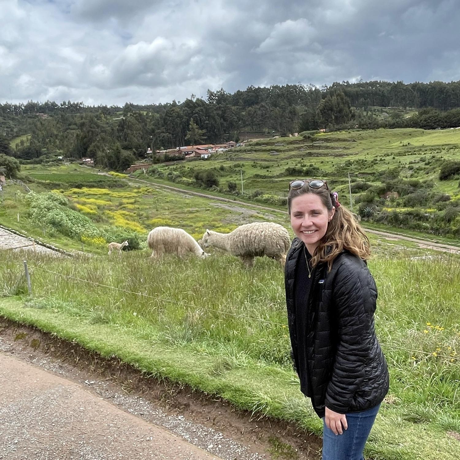 Llamas in Cusco, Peru