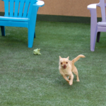 Peninsula Humane Society & SPCA