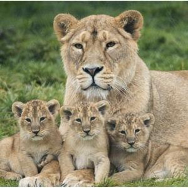 Kenya's National Reserve Entrance Fee