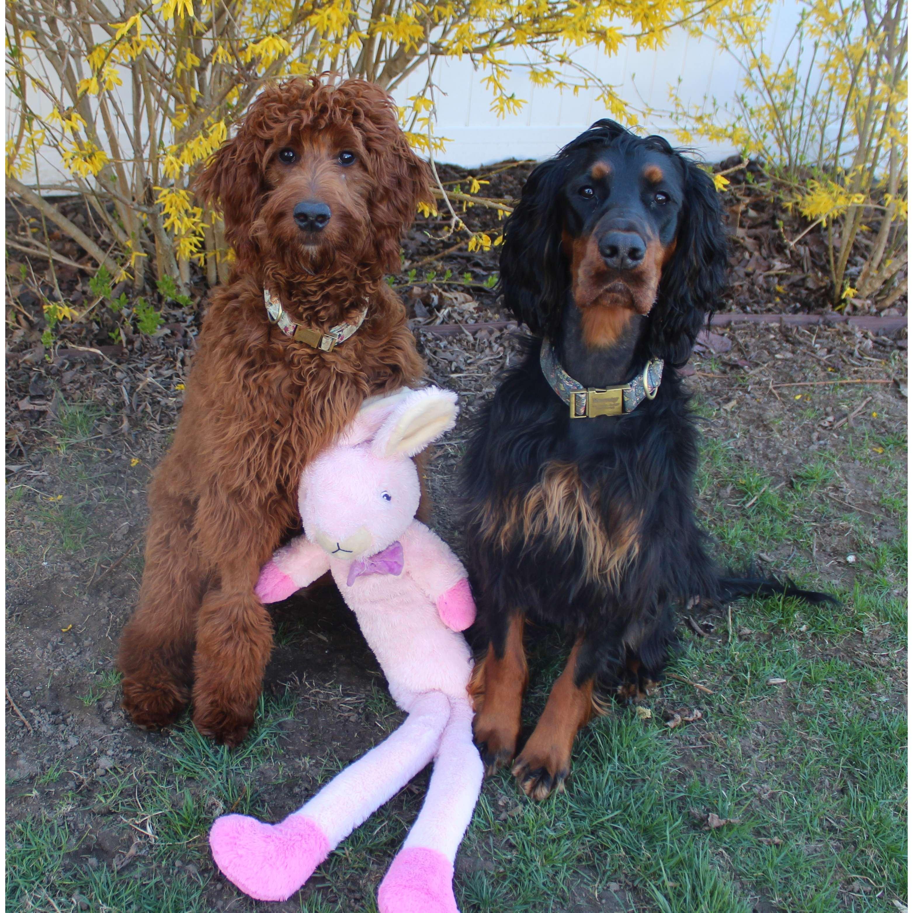 Rooney and Finley at Easter in 2022.