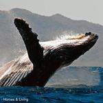 Whale Watching Tour