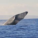 Whale Watching