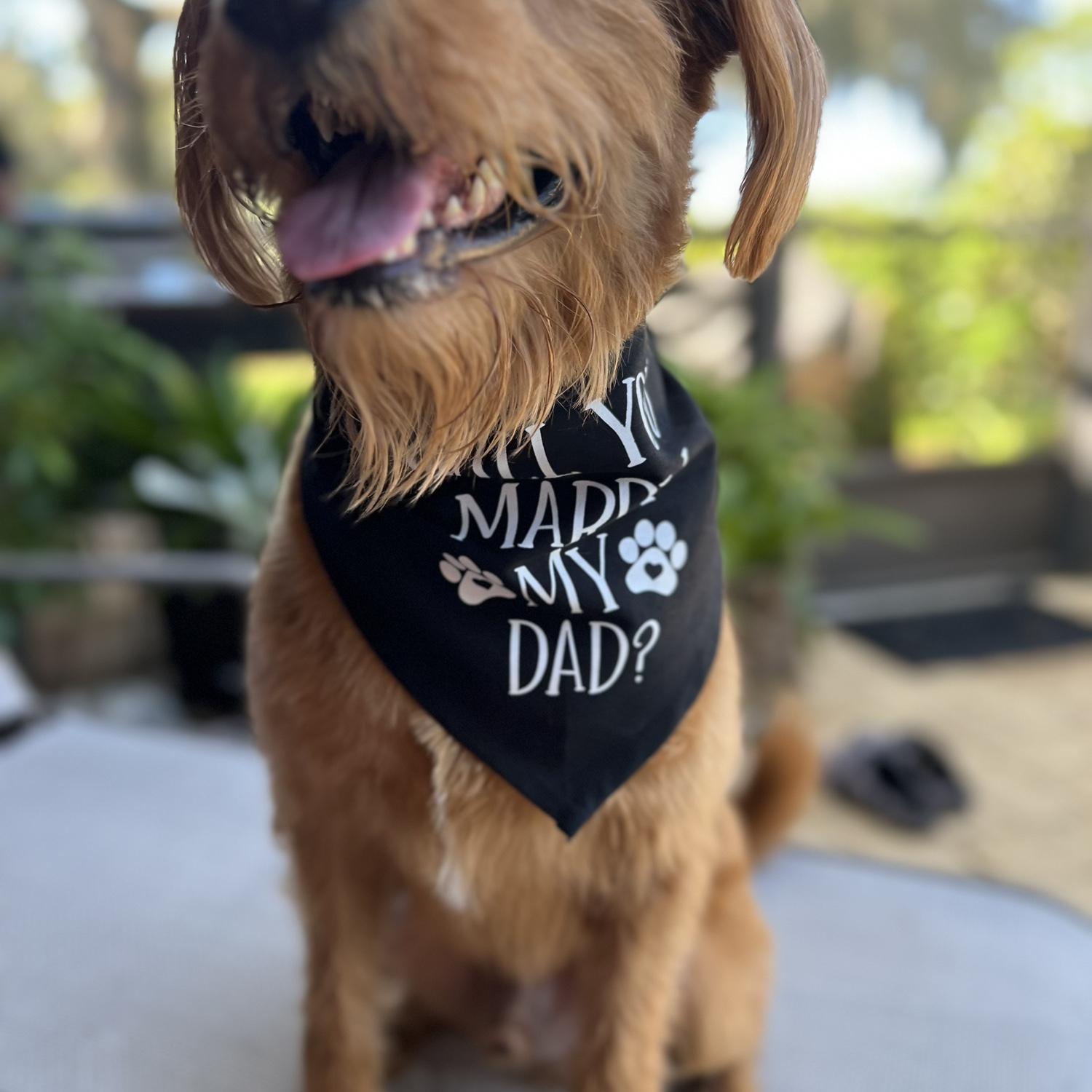 Honey’s special bandana for the proposal