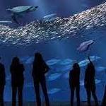 Monterey Bay Aquarium