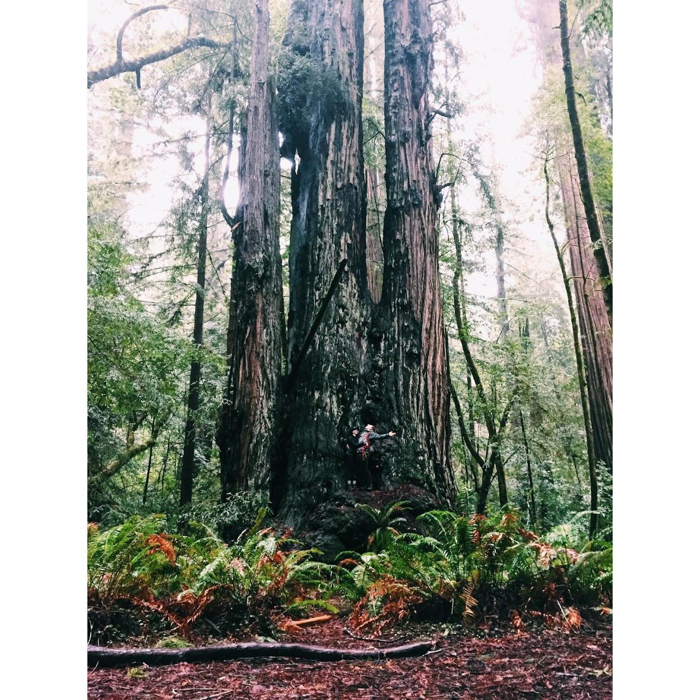 Redwoods National Park