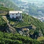 Wine and Food Tasting Tour