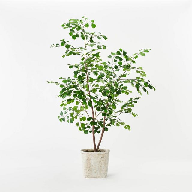 Triangle Ficus Tree - Threshold™ designed with Studio McGee