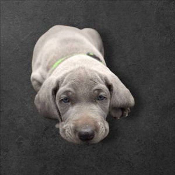 Our New Puppy
