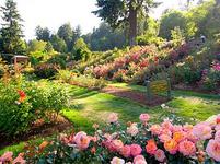 International Rose Test Garden