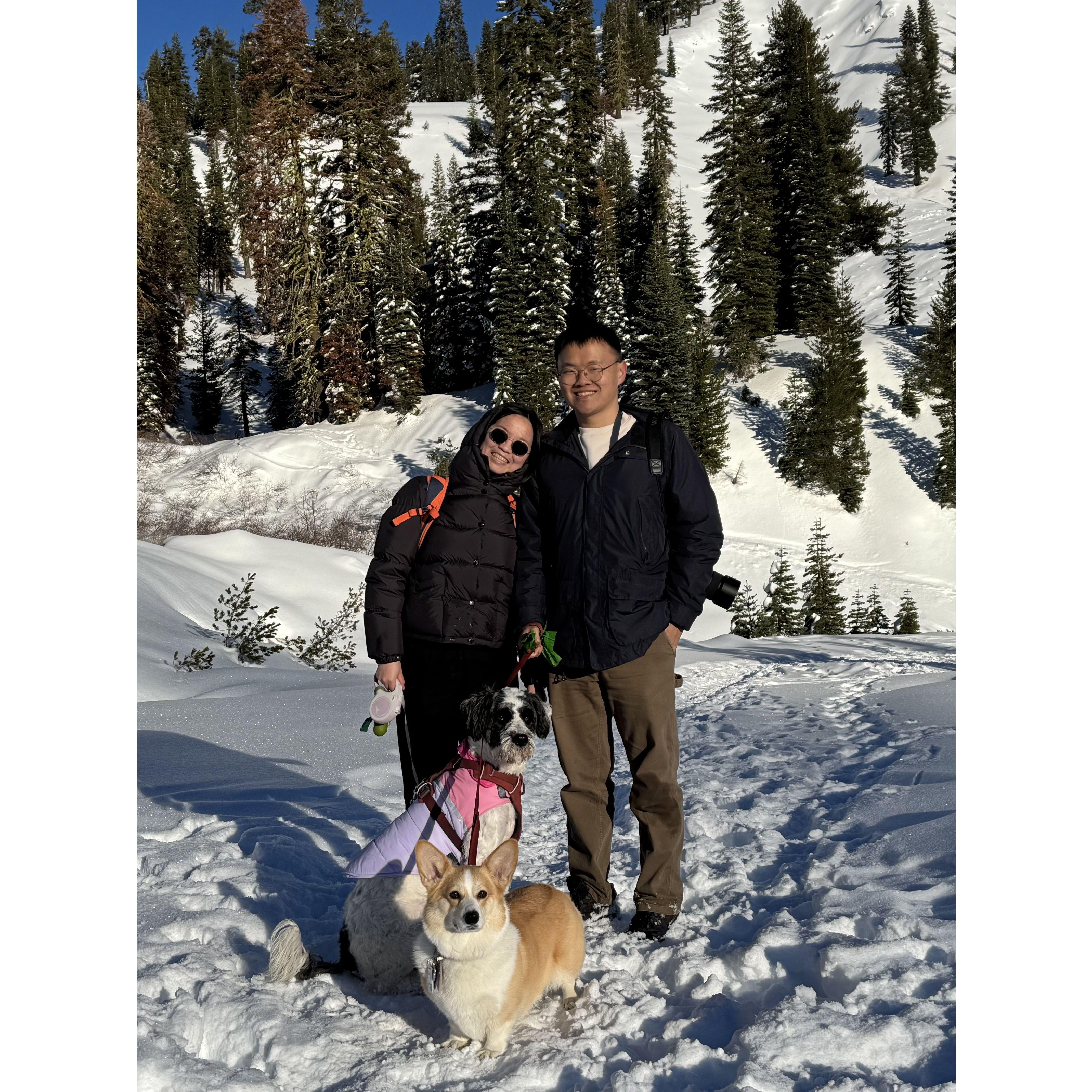Wallowing through snow ... at Lassen National Park.