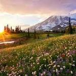 Mount Rainier National Park