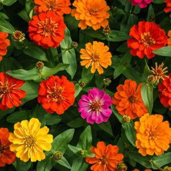 Backyard greenhouse fund