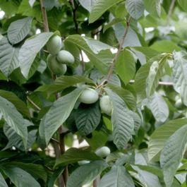 Paw Paw Tree (Native fruit)