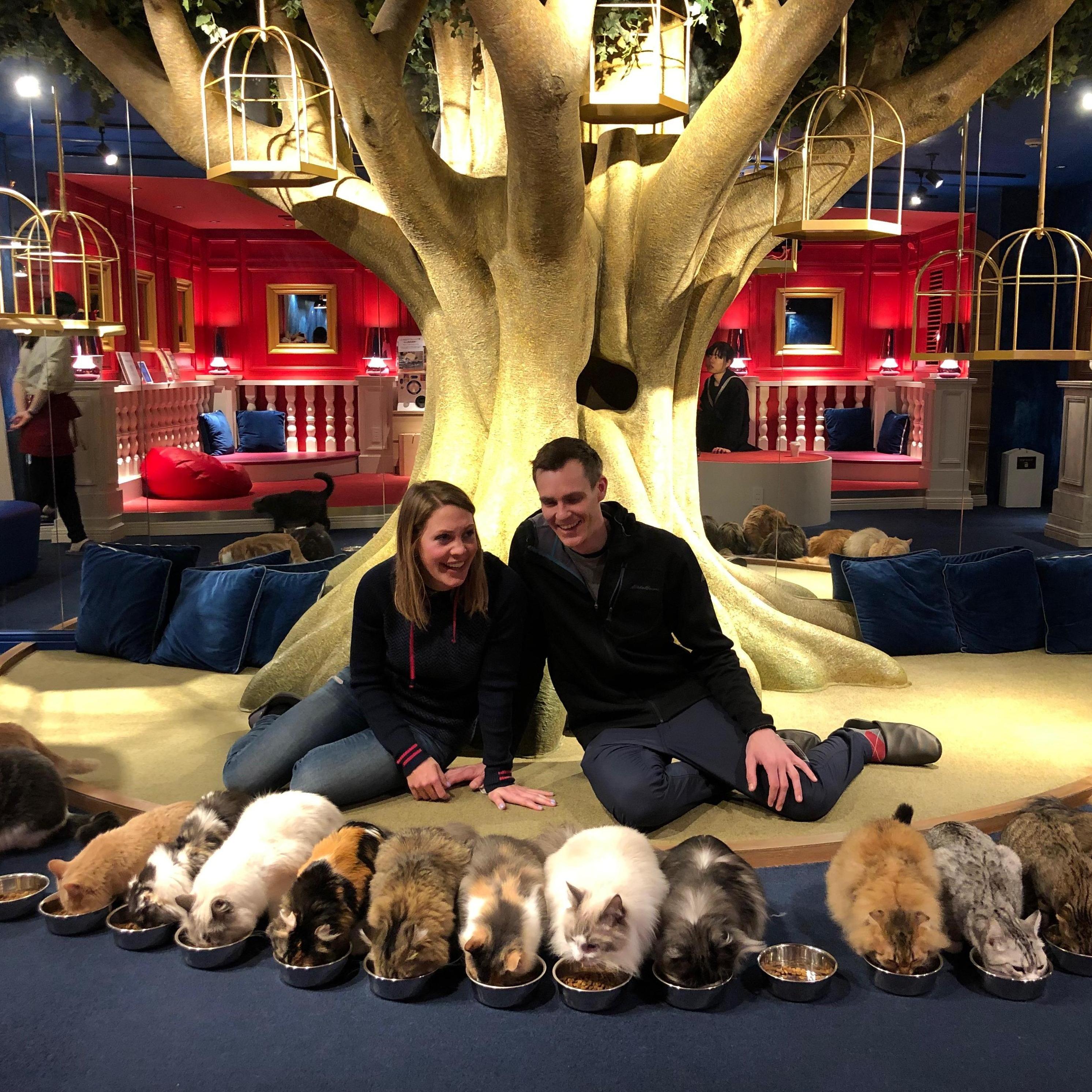 Cat cafe crushing in Japan