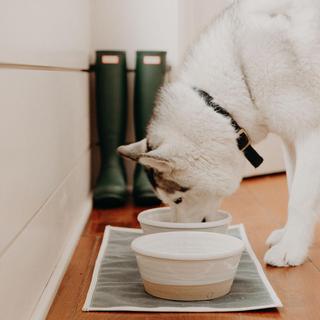 Farm Dog Bowl