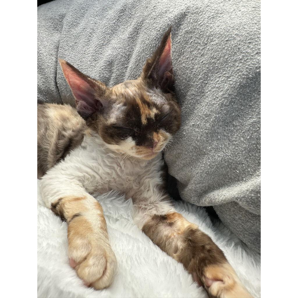 The day the Bride and Groom picked up their second cat, Walnut!
