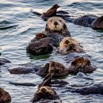 Monterey