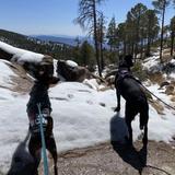 Mount Lemmon
