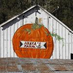 Arata's Pumpkin Farm