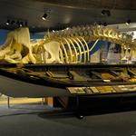 New Bedford Whaling Museum