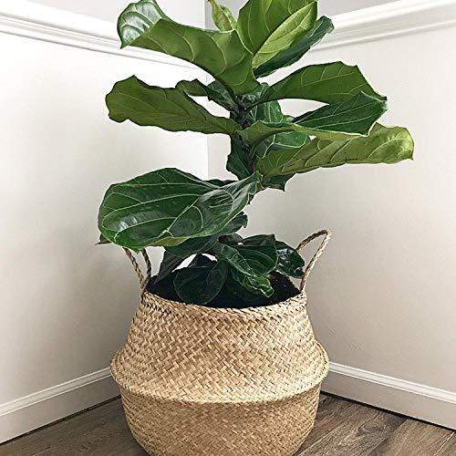 Jason's Brothers Foldable Seagrass Belly Basket with Handles for Storage, Nursery Laundry Tote Beach Bag Plant Pots Cover Indoor Decorative 15" (38x34cm)