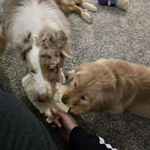 Penny and Maple couldn't come, Give them treats
