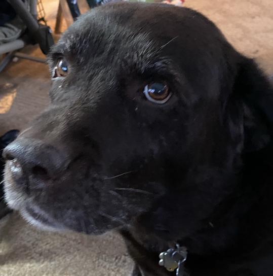 Peter’s dog Brookie