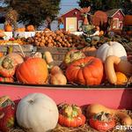 Cox Farms