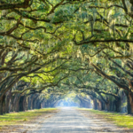 Wormsloe Historic Site