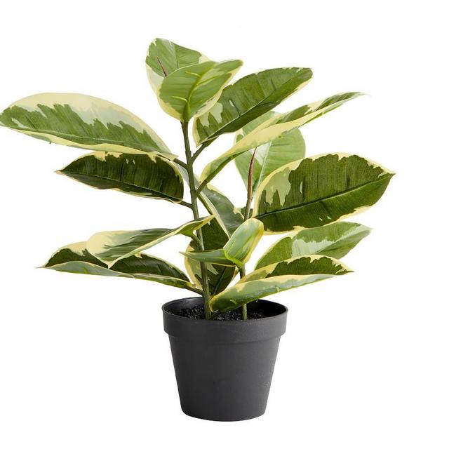 Faux Potted Houseplant, Rubber Tree