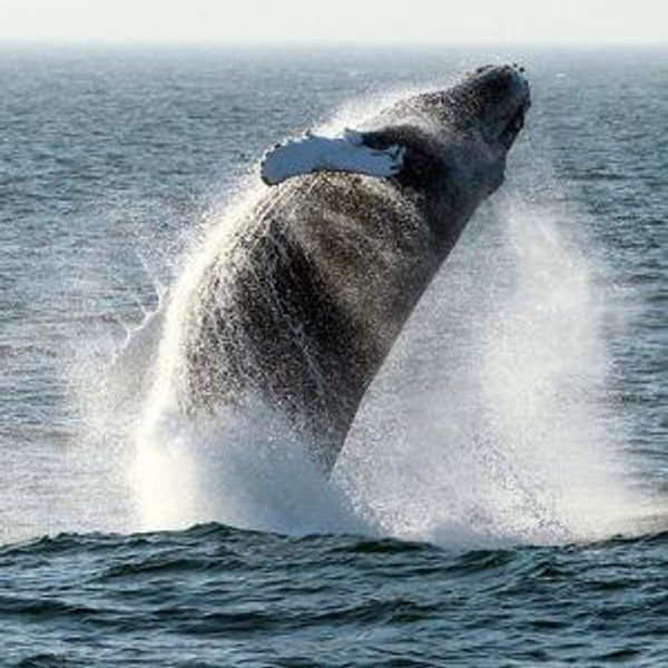 Whale Watching Tour for Two