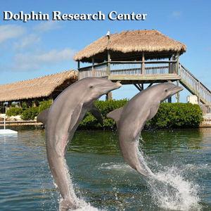Donation to Dolphin Research Center