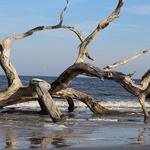 Driftwood Beach