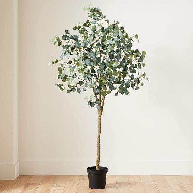 Silver Dollar Eucalyptus Tree 7 Ft
