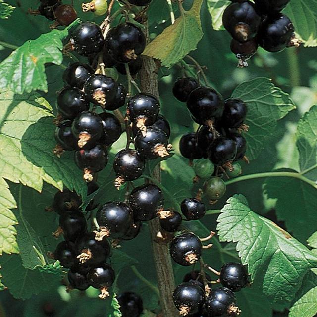 Black Consort Currant