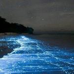 Kayak in the Bioluminescent Bay
