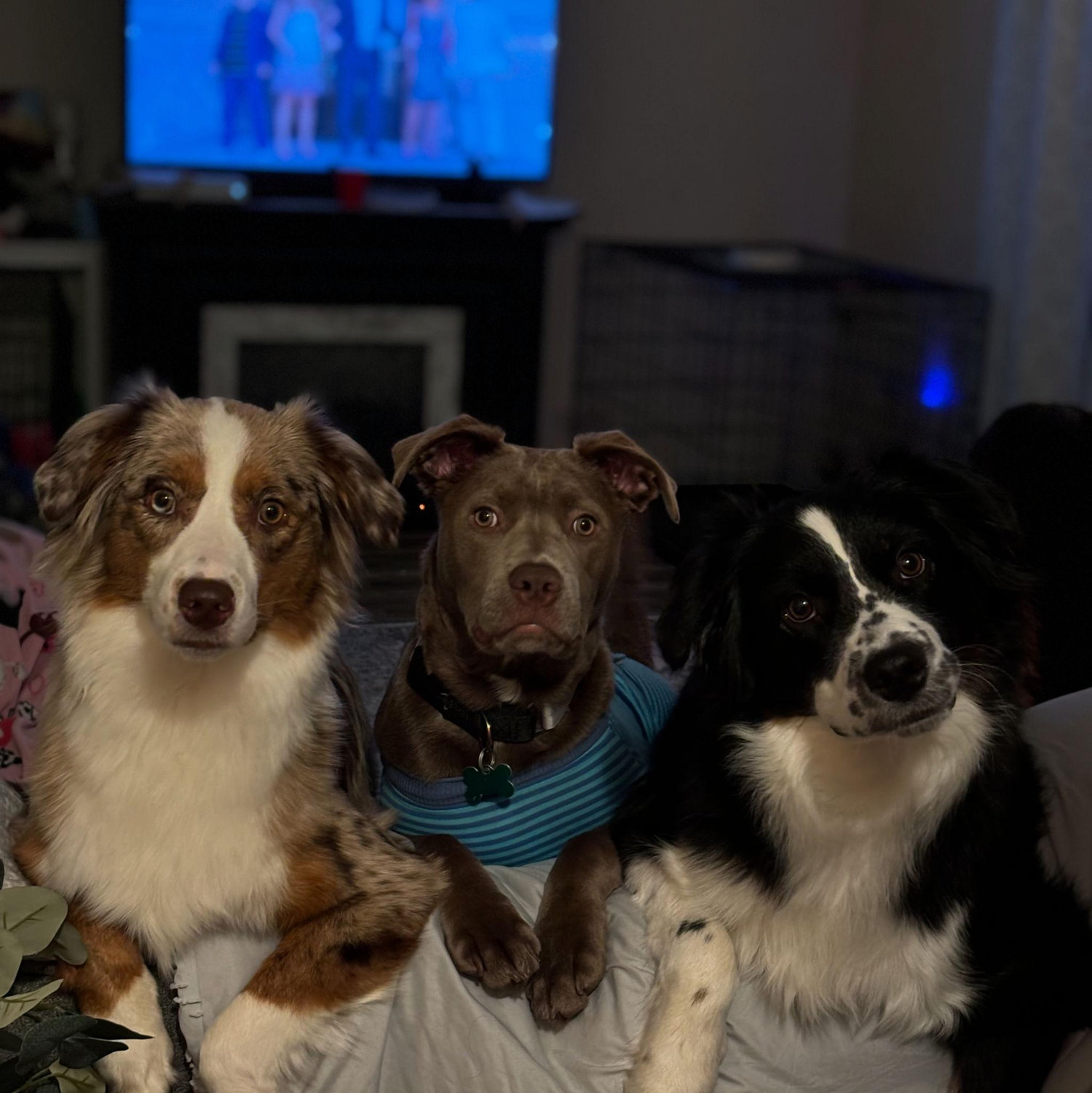 sugar, hazel, balboa